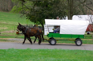 Horse and buggy