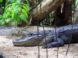 alligator_IMG_1239