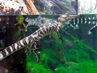 baby_alligator_IMG_1233