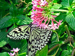 butterfly_IMG_1256