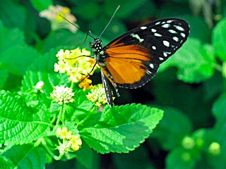butterfly_IMG_1259