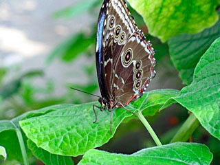 butterfly_IMG_1264