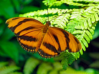 butterfly_IMG_1269