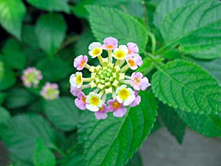 flower_IMG_1255