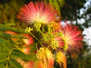 mimosa_IMG_0161