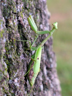 mantis_IMG_0501