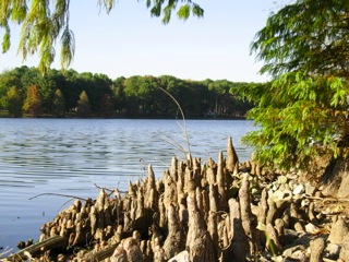 cypress_IMG_0584