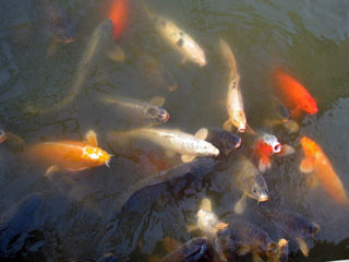 Koi