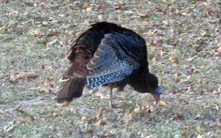 turkeyIMG_0902