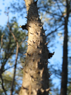 Thorny plant